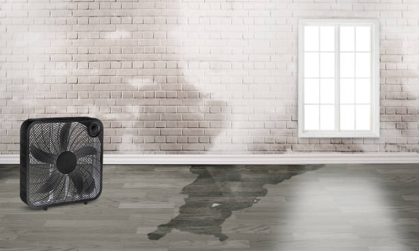 Best Flood restoration services  in Sumrall, MS